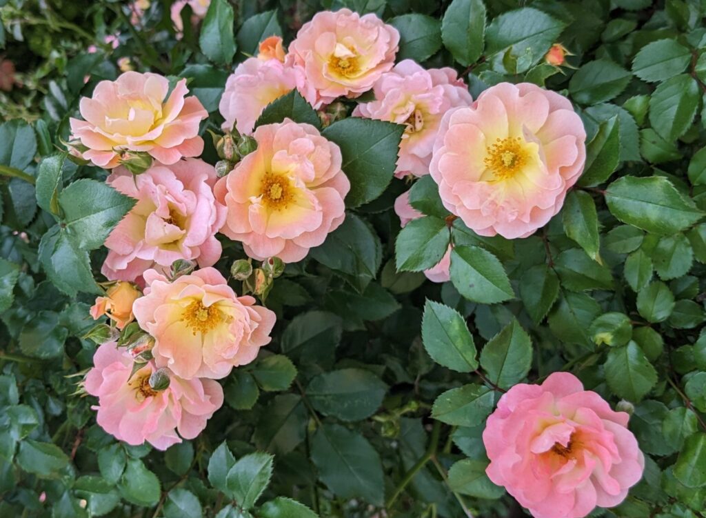 Garden Pink Roses
